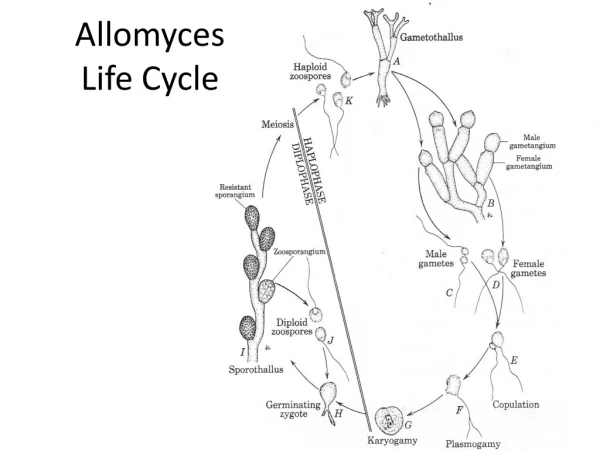 Allomyces  Life Cycle