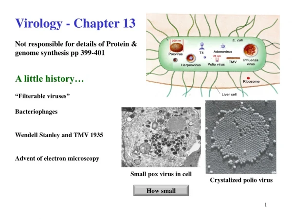 Virology - Chapter 13 Not responsible for details of Protein &amp; genome synthesis pp 399-401