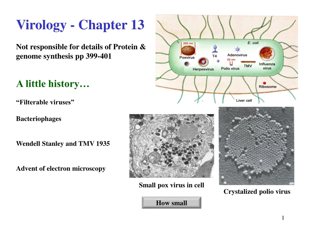 virology chapter 13 not responsible for details