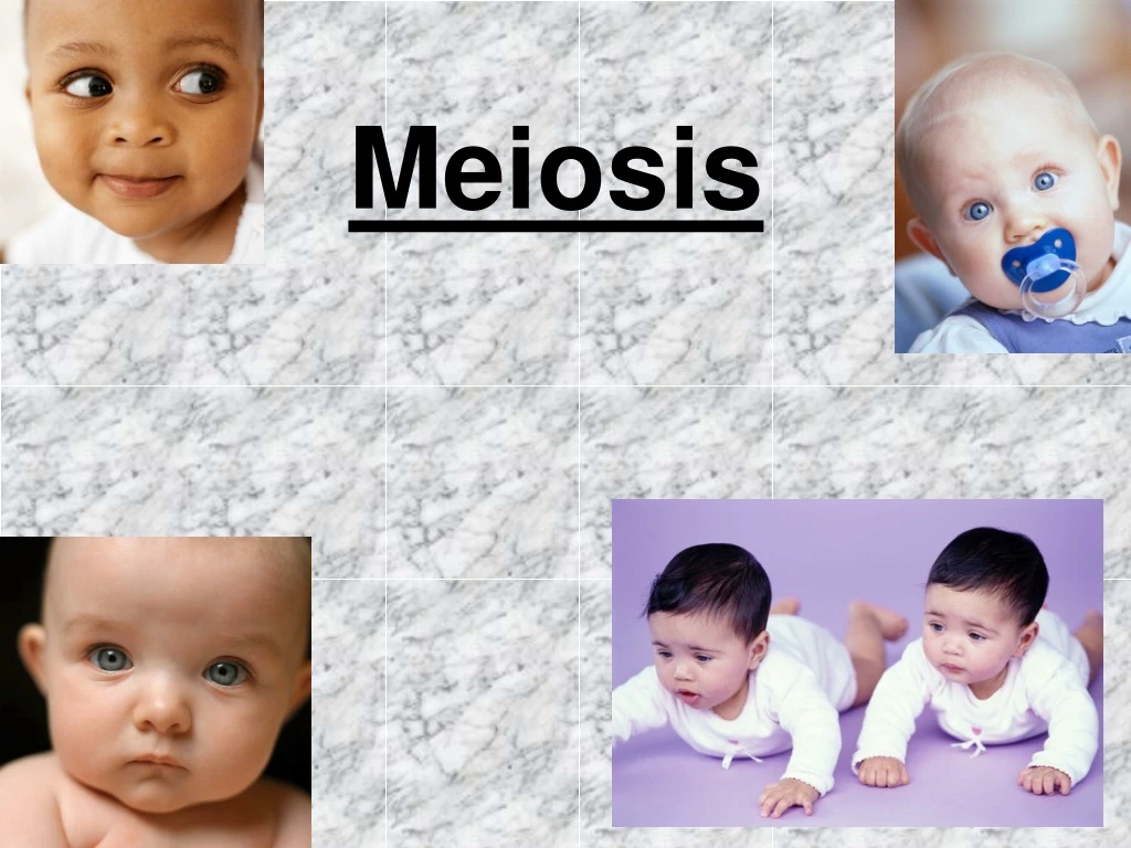 meiosis