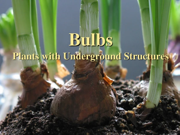 Bulbs Plants with Underground Structures
