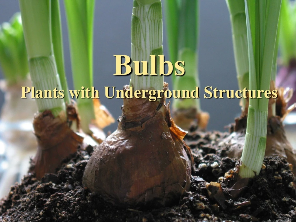 bulbs plants with underground structures