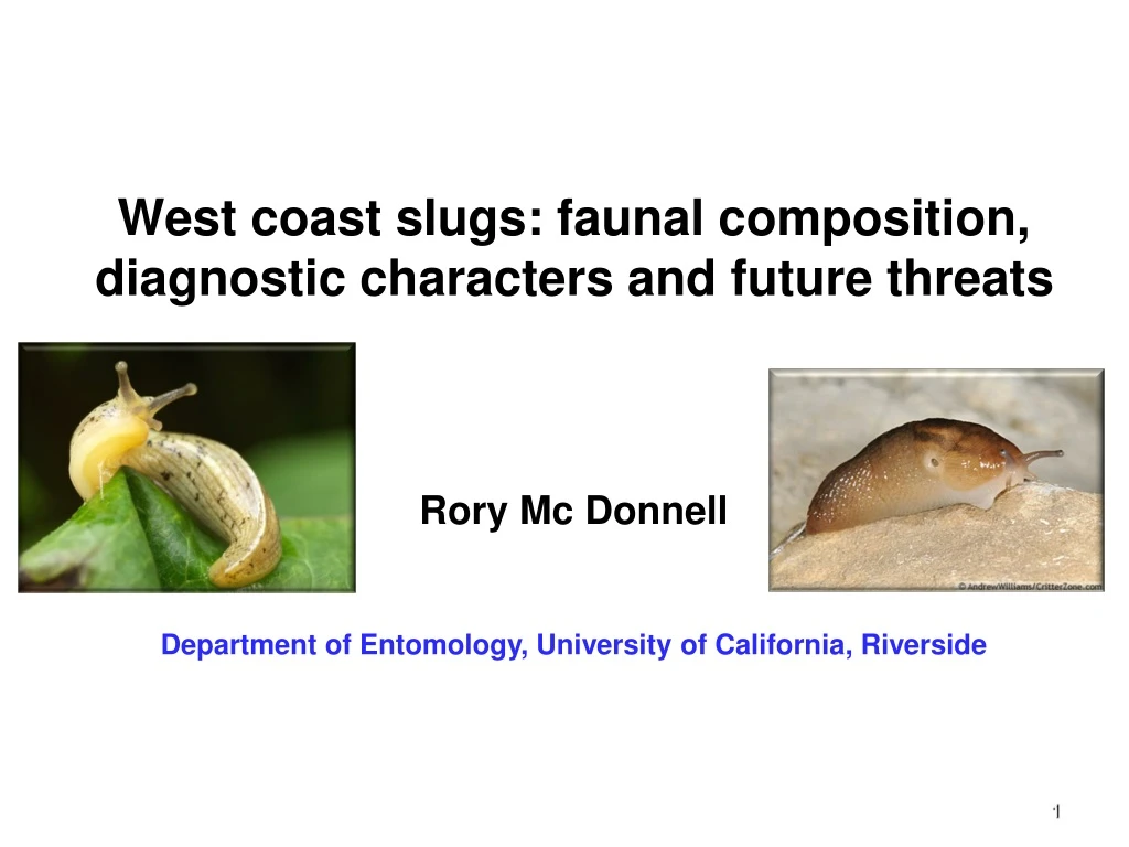 west coast slugs faunal composition diagnostic characters and future threats