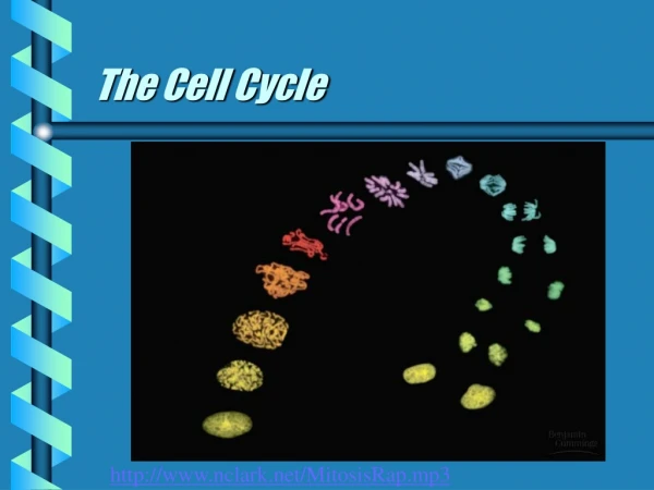 The Cell Cycle