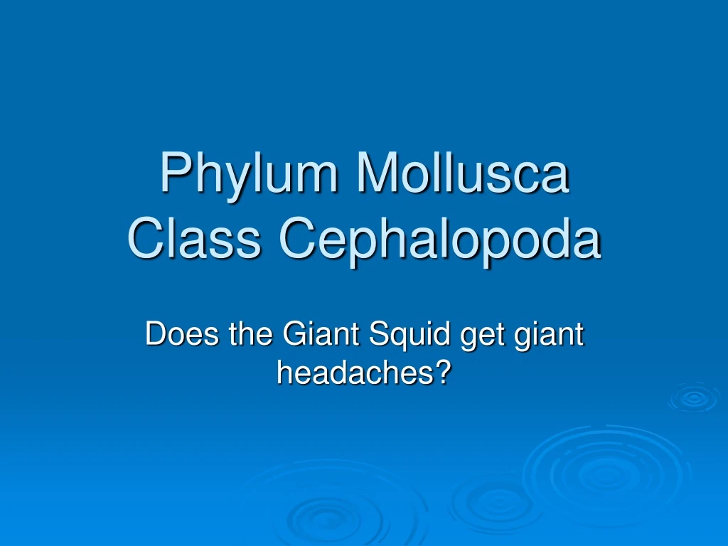 phylum mollusca class cephalopoda