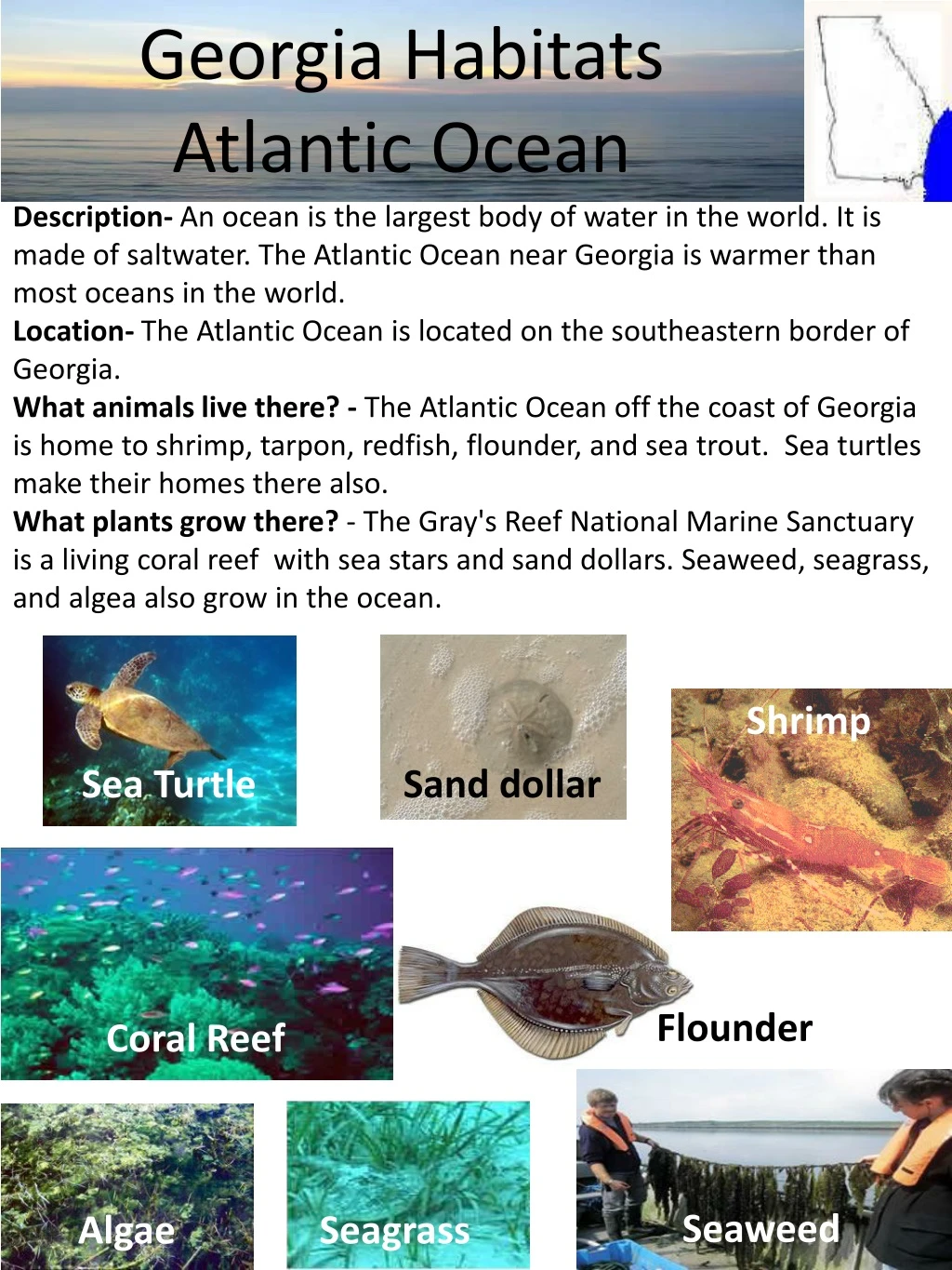 georgia habitats atlantic ocean