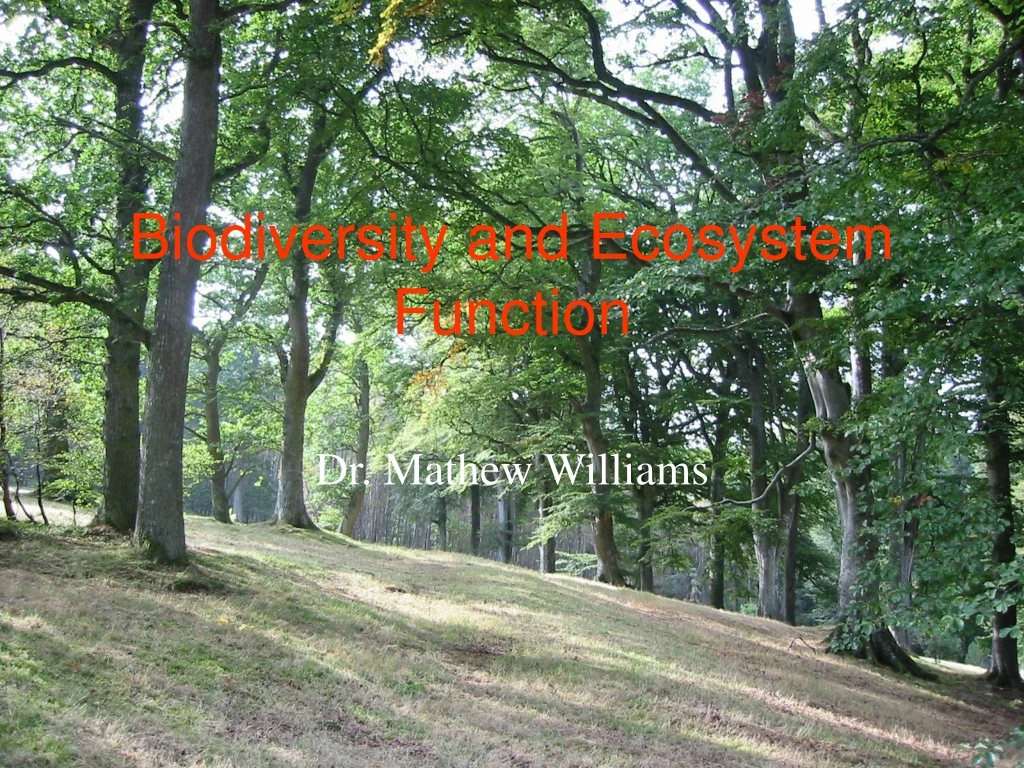 biodiversity and ecosystem function