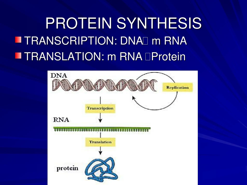 protein synthesis