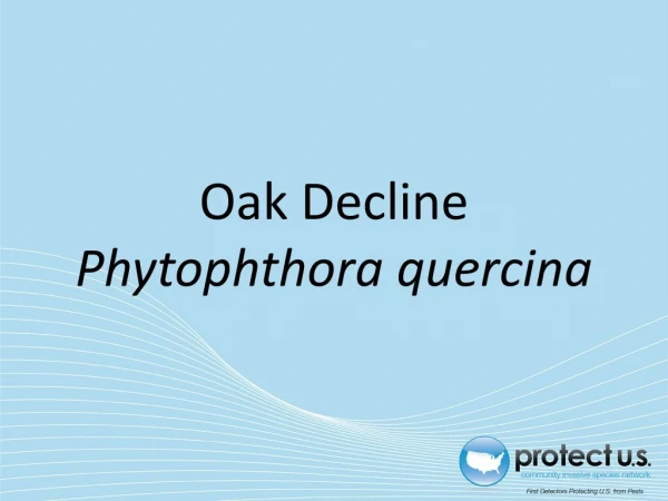 Oak Decline Phytophthora quercina