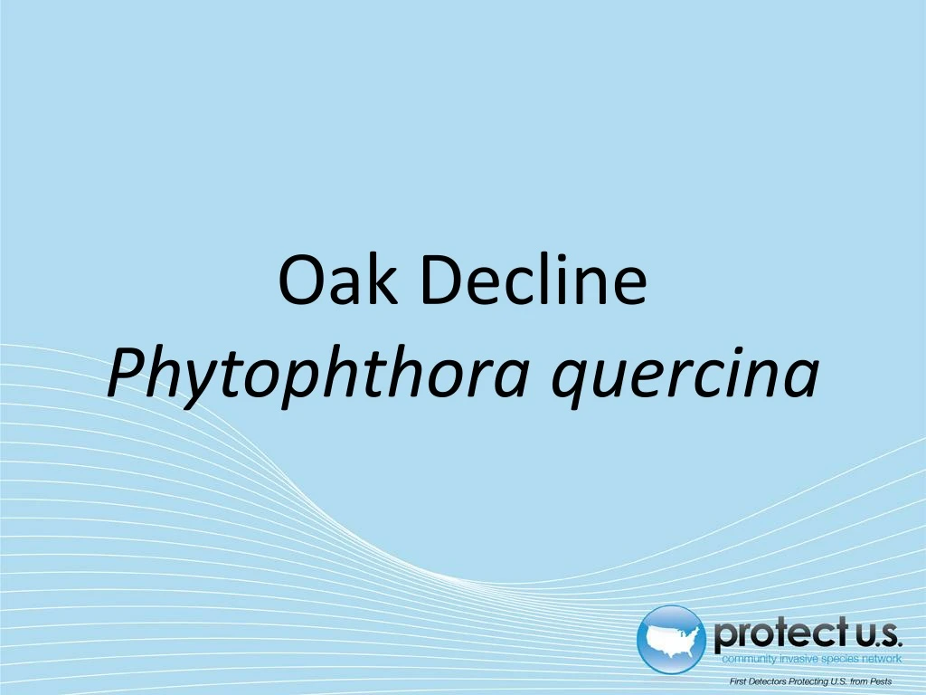 oak decline phytophthora quercina