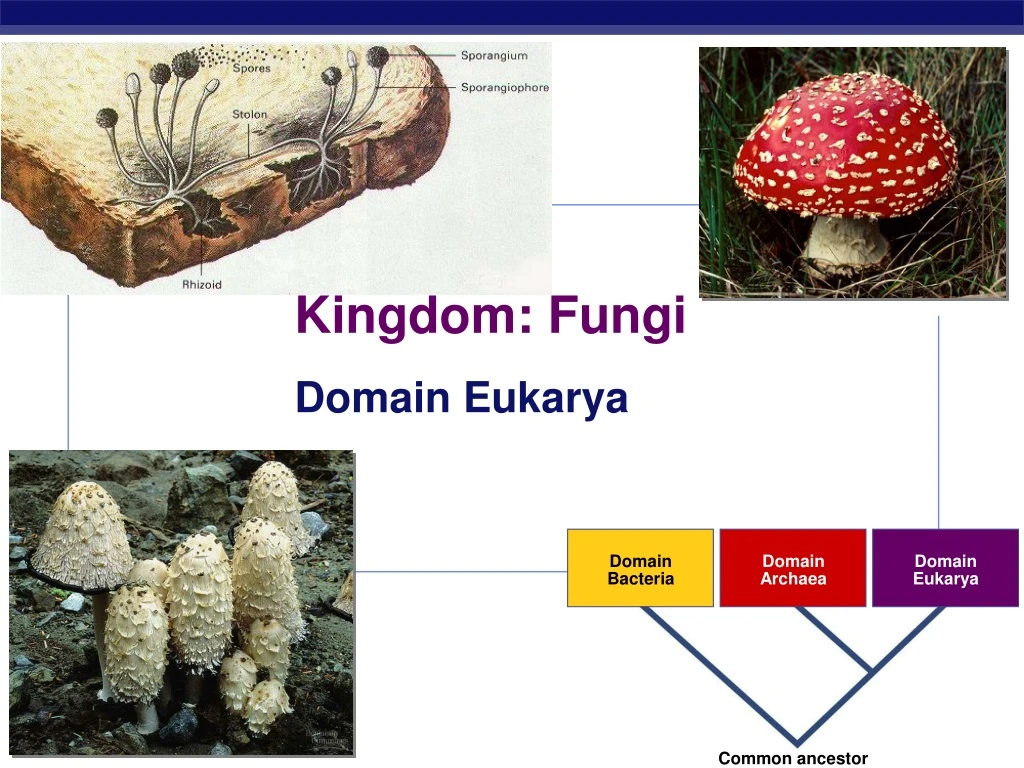 kingdom fungi