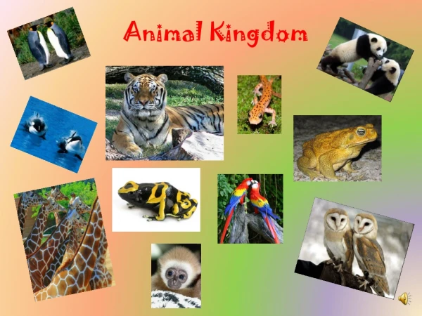Animal  Kingdom