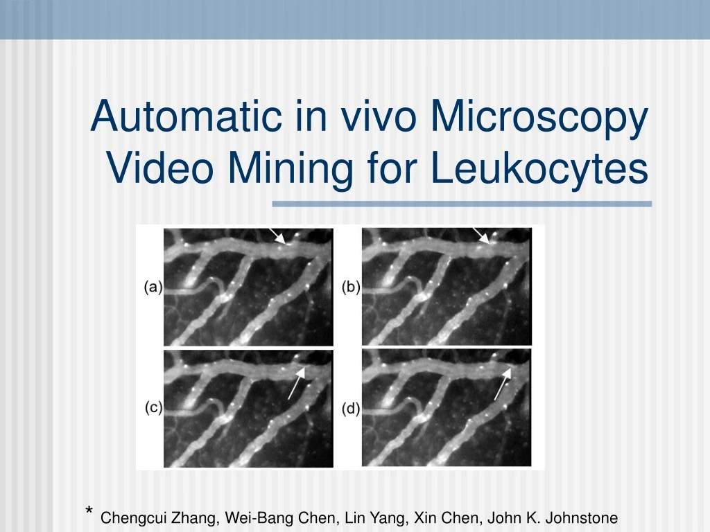 automatic in vivo microscopy video mining for leukocytes