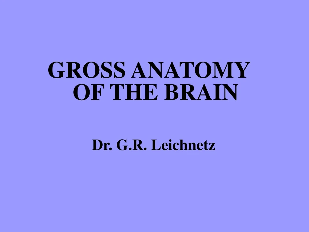 gross anatomy of the brain dr g r leichnetz