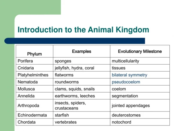 Introduction to the Animal Kingdom