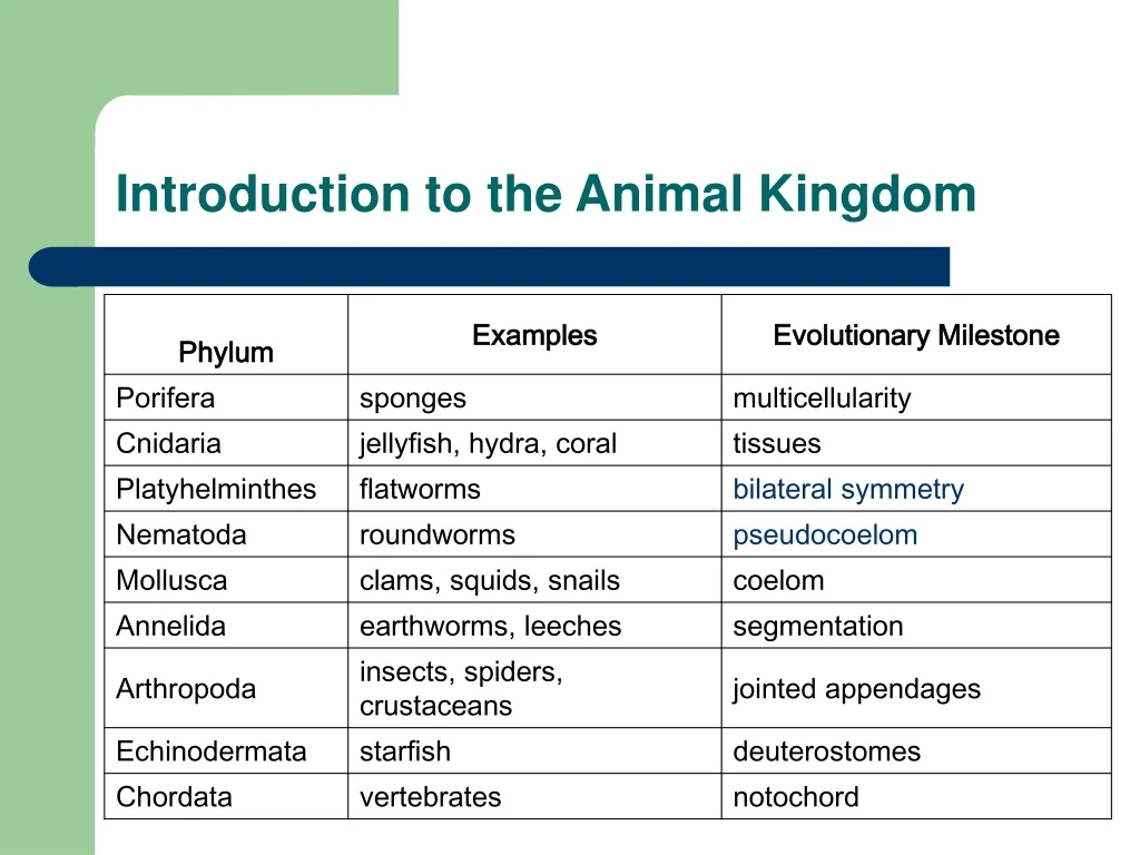 introduction to the animal kingdom