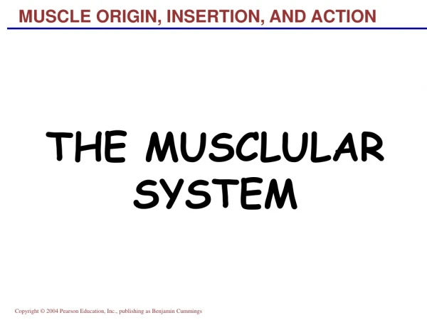 MUSCLE ORIGIN, INSERTION, AND ACTION