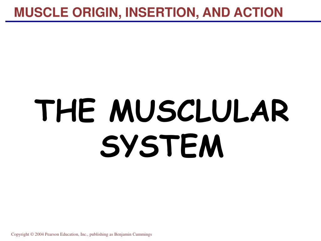 muscle origin insertion and action