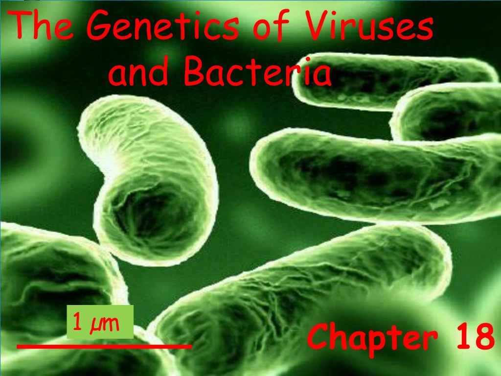 the genetics of viruses and bacteria