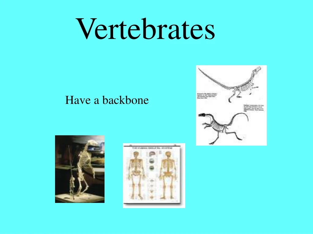 vertebrates