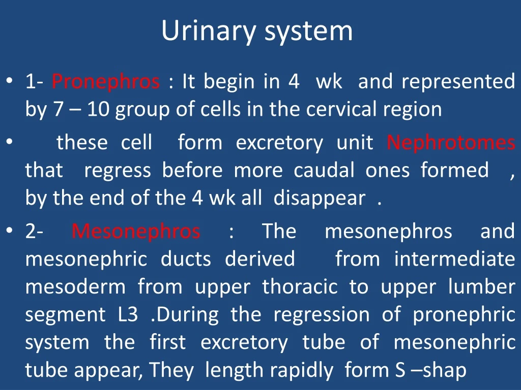 urinary system