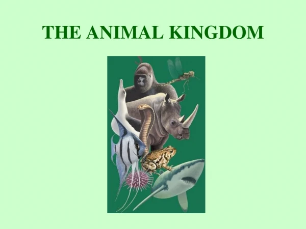 THE ANIMAL KINGDOM