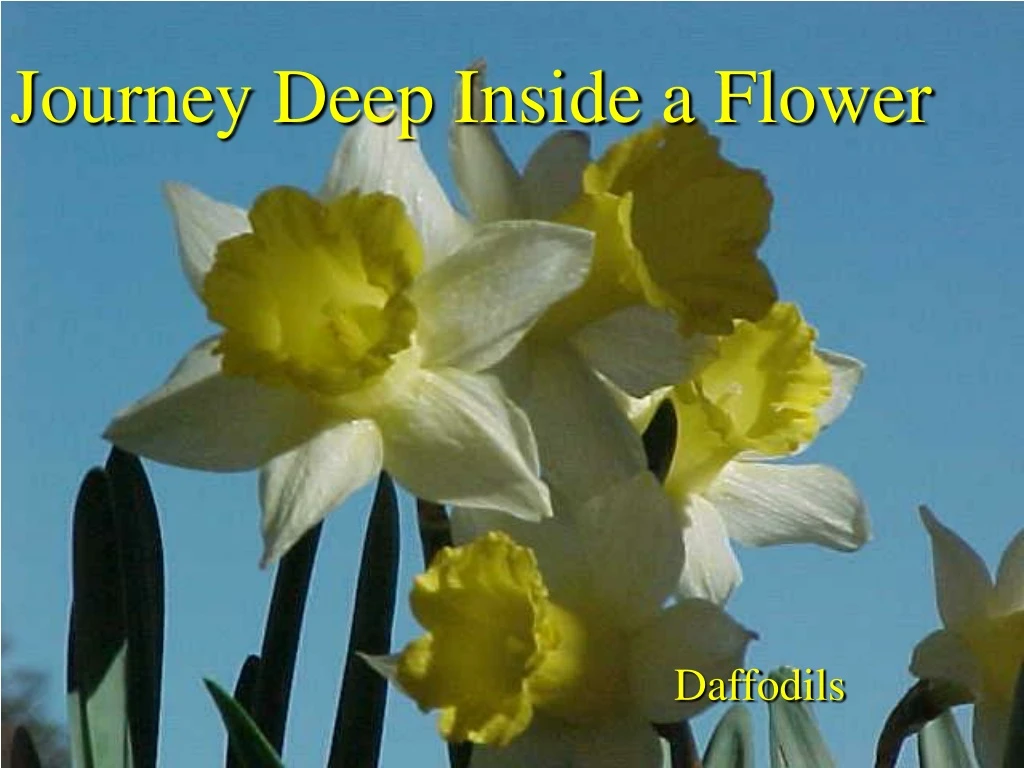 journey deep inside a flower