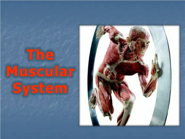 The Muscular System