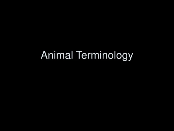 Animal Terminology