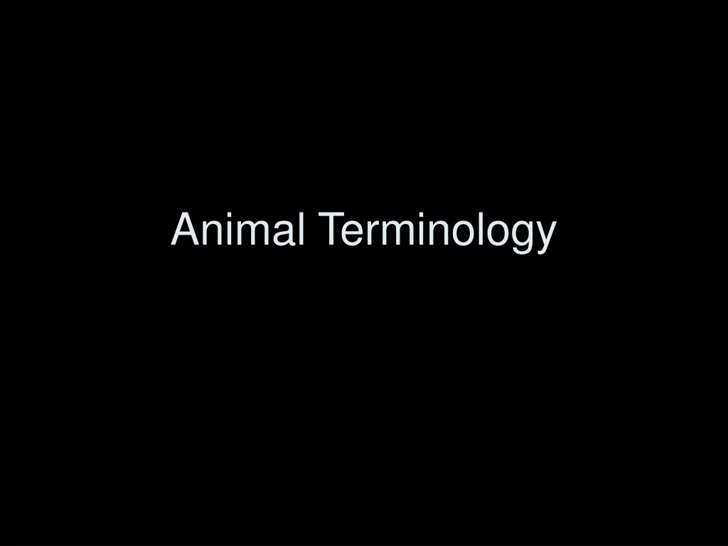 animal terminology