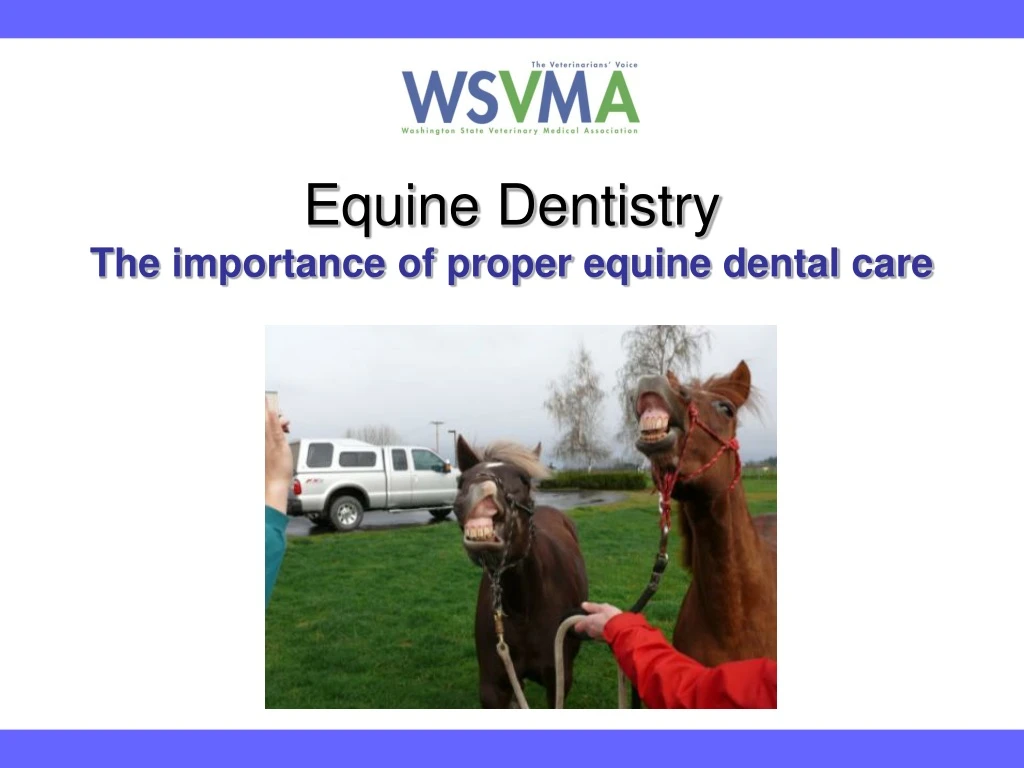 equine dentistry the importance of proper equine dental care