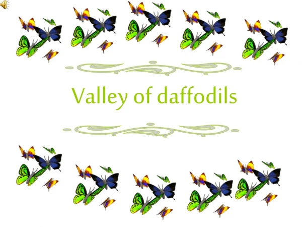 Valley of daffodils