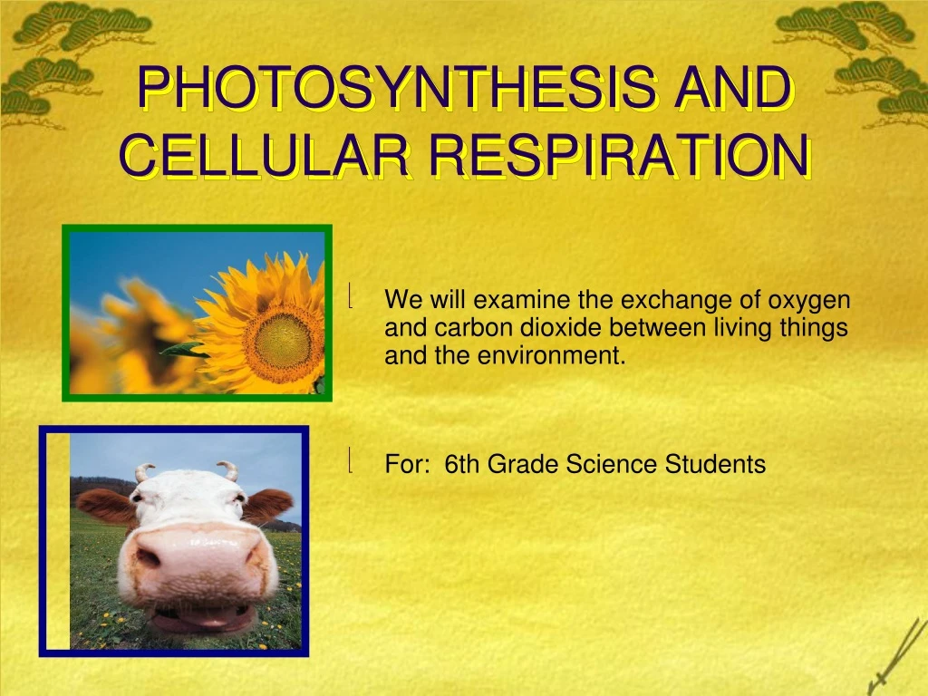 photosynthesis and cellular respiration