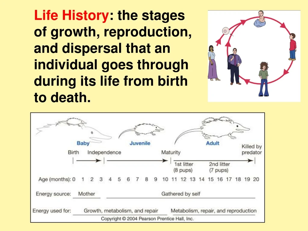 life history the stages of growth reproduction