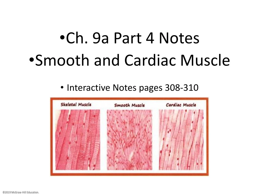 ch 9a part 4 notes smooth and cardiac muscle