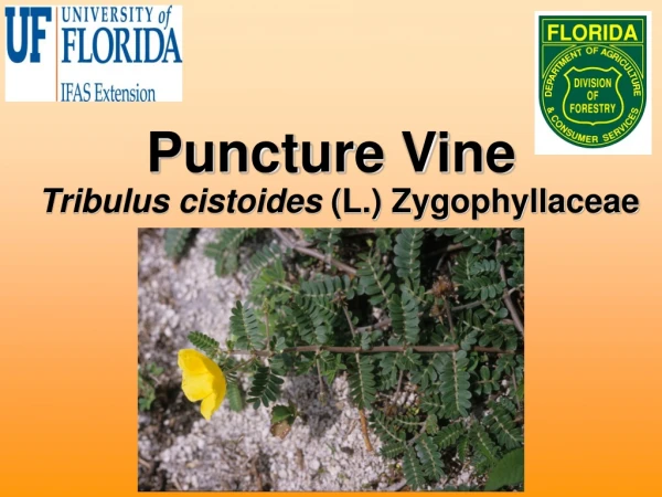 Puncture Vine