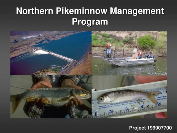 Northern Pikeminnow Management Program