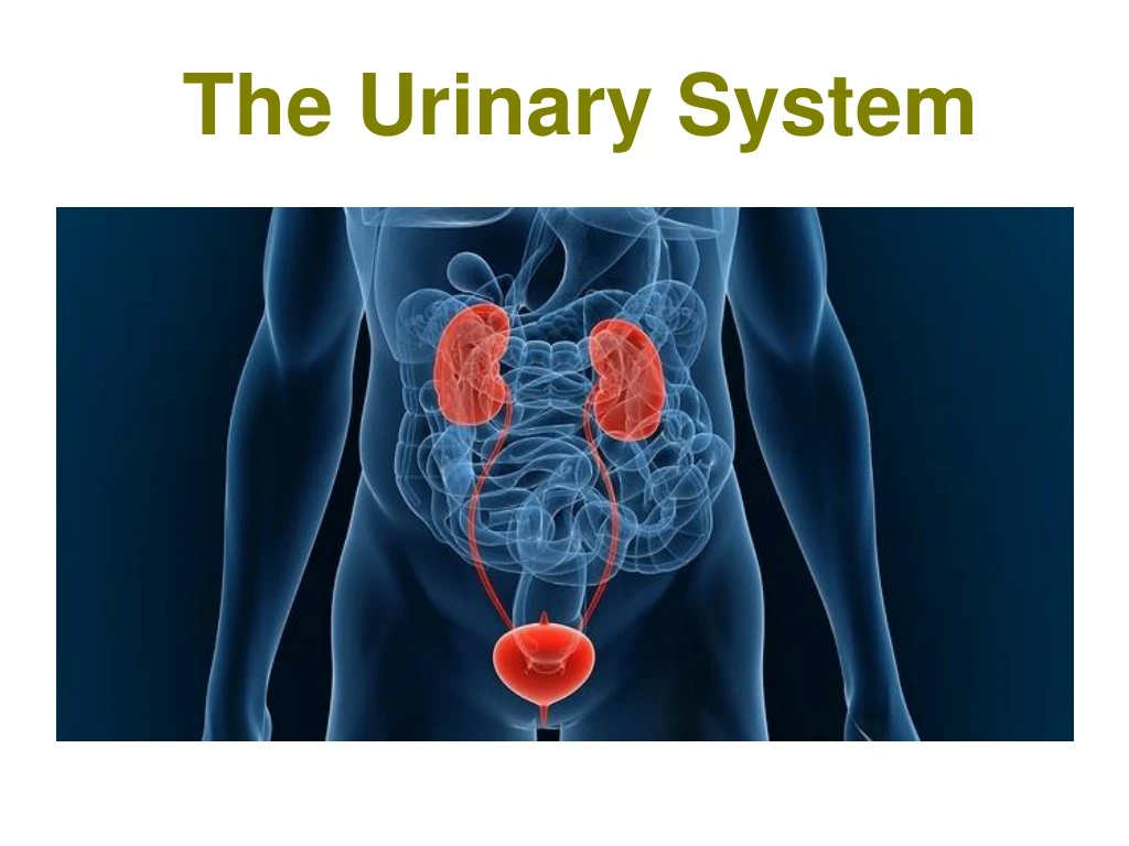 the urinary system