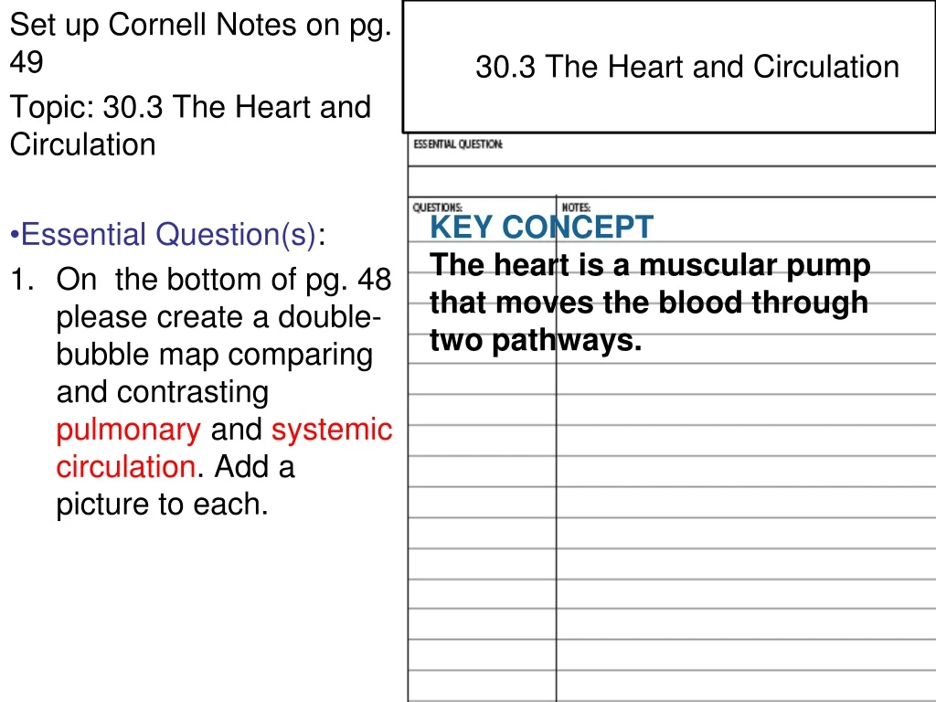 30 3 the heart and circulation