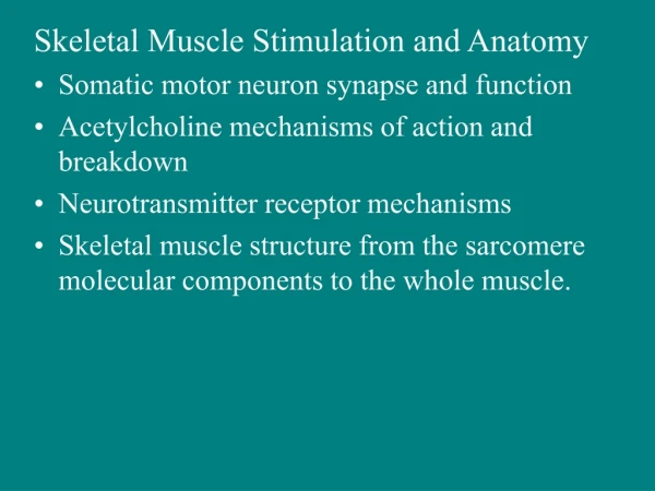Skeletal Muscle Stimulation and Anatomy Somatic motor neuron synapse and function