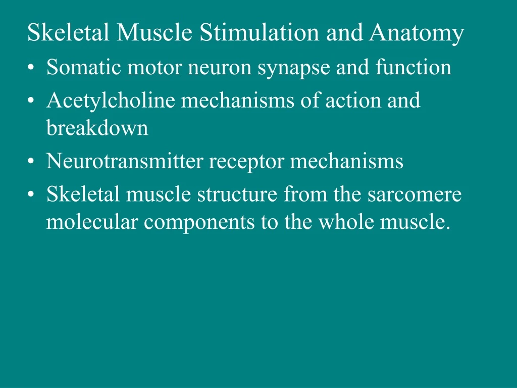 PPT - Skeletal Muscle Stimulation and Anatomy Somatic motor neuron ...