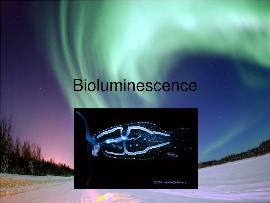 bioluminescence