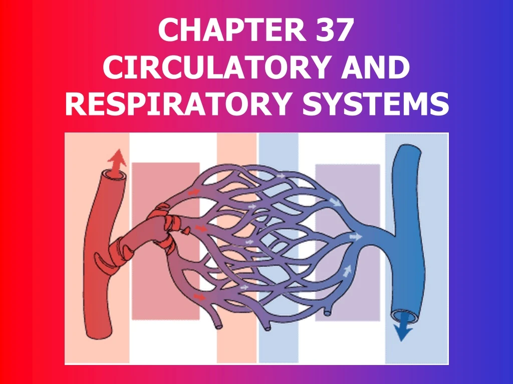 chapter 37 circulatory and respiratory systems