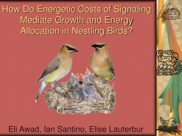 How Do Energetic Costs of Signaling Mediate Growth and Energy Allocation in Nestling Birds?