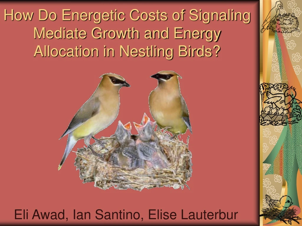 how do energetic costs of signaling mediate growth and energy allocation in nestling birds