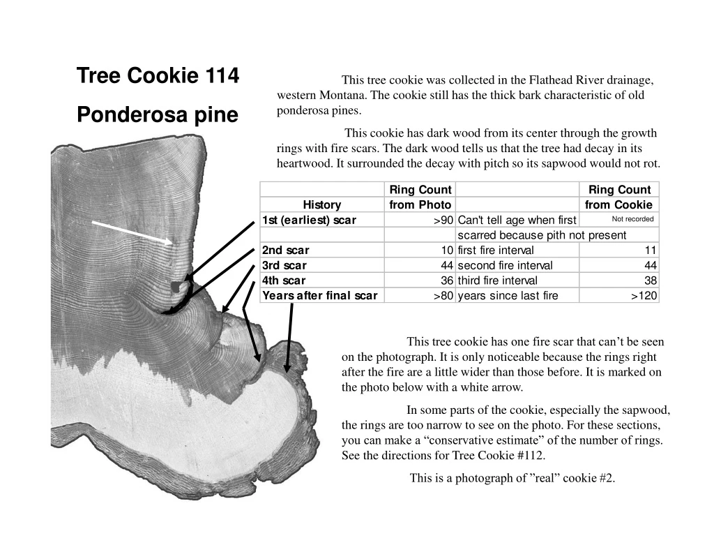 tree cookie 114 ponderosa pine