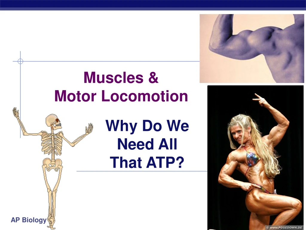 muscles motor locomotion