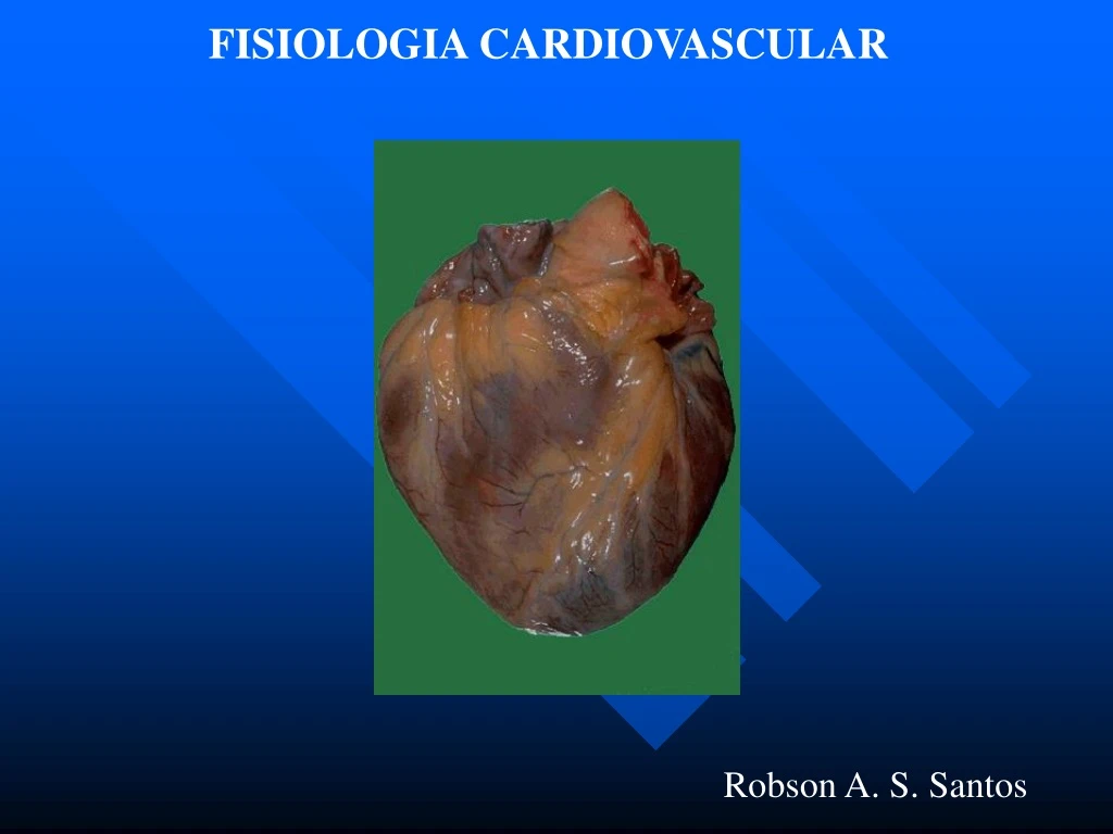 fisiologia cardiovascular