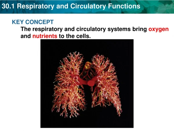 KEY CONCEPT  The respiratory and circulatory systems bring  oxygen  and  nutrients  to the cells.
