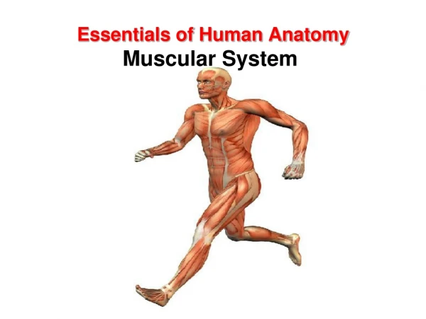 Essentials of Human Anatomy Muscular System